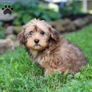 Alex, Morkie / Yorktese Puppy